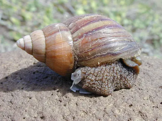 Giant African land snail, photo 3 of 3