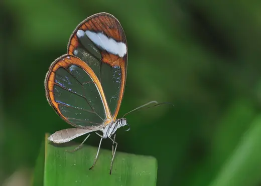 Glasswing butterfly, photo 1 of 3