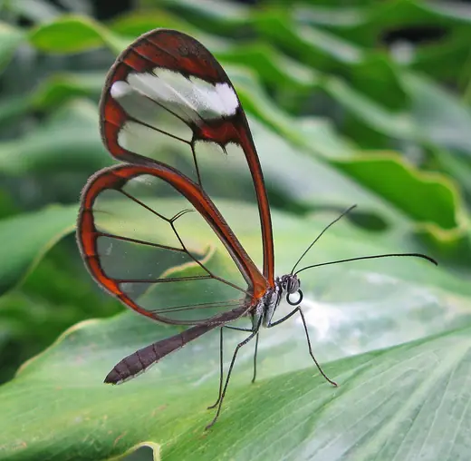 Glasswing butterfly, photo 2 of 3