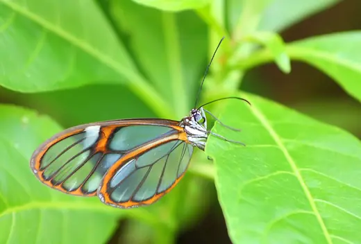 Glasswing butterfly, photo 3 of 3