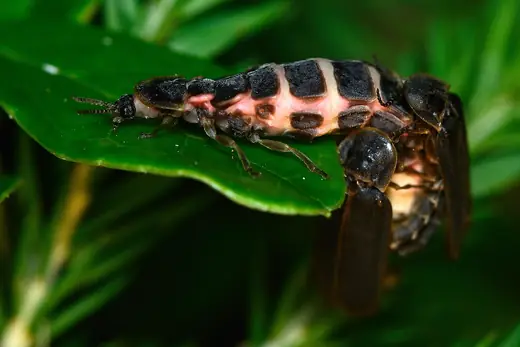 Glow-worm, photo 1 of 3