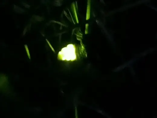 Glow-worm, photo 2 of 3