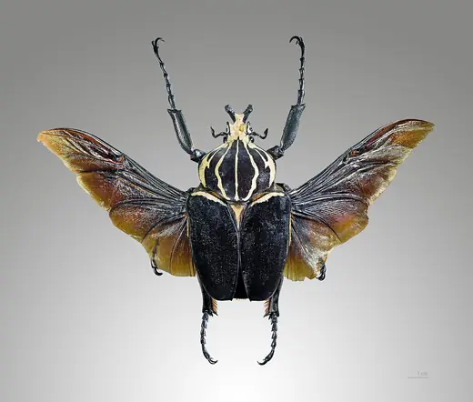 Goliath beetle, photo 2 of 3