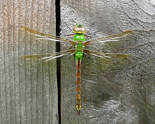 Common green darner, photo 1