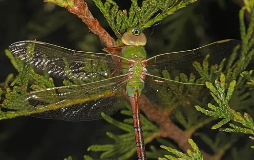 Common green darner, photo 2