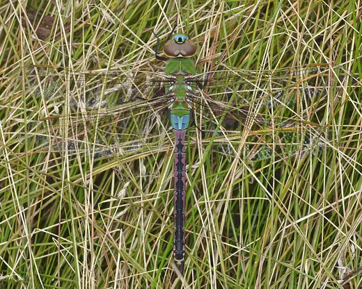 Common green darner, photo 3
