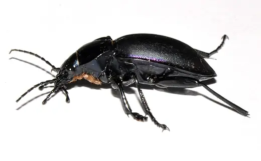 Violet ground beetle, photo 2 of 3