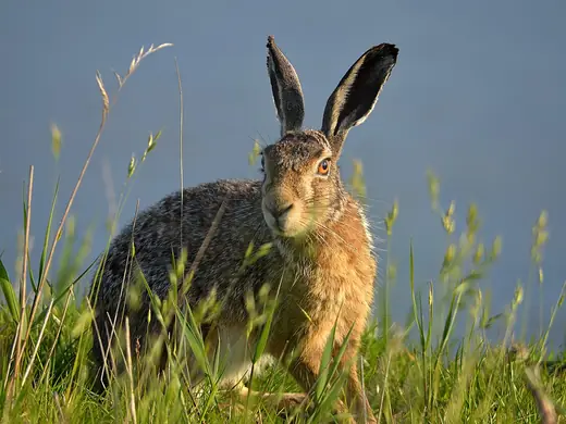 Brown hare, photo 1 of 3