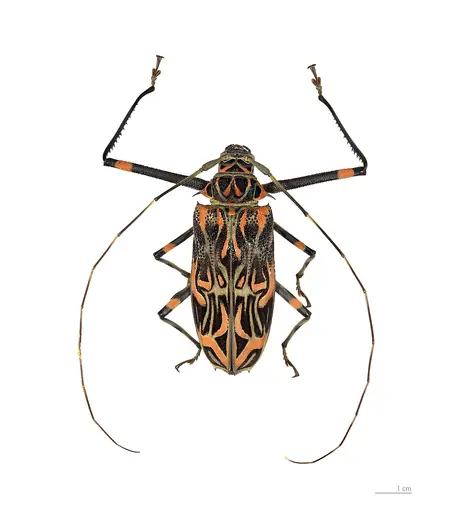 Harlequin beetle, photo 1 of 3