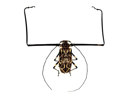 Harlequin beetle, photo 2 of 3