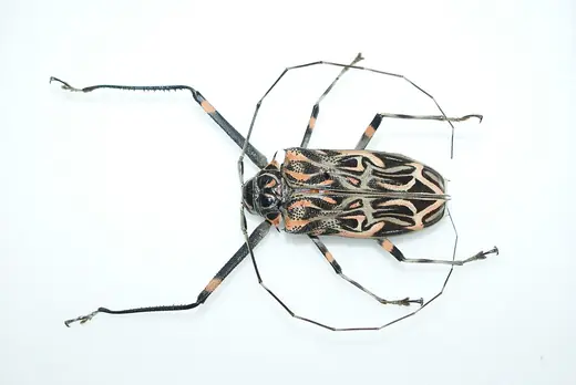 Harlequin beetle, photo 3 of 3
