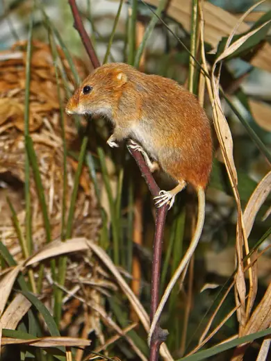 Harvest mouse, photo 1 of 3
