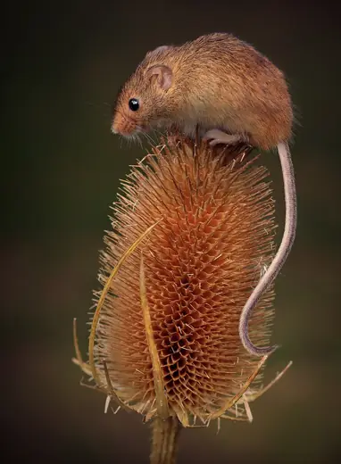 Harvest mouse, photo 2 of 3