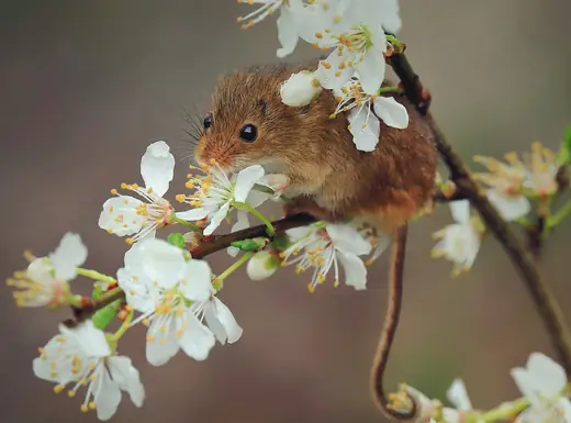 Harvest mouse, photo 3 of 3