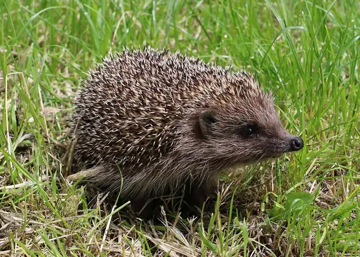 Hedgehog, photo 1 of 3