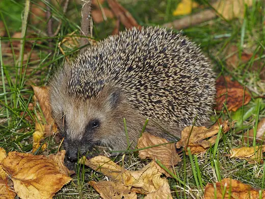 Hedgehog, photo 3 of 3