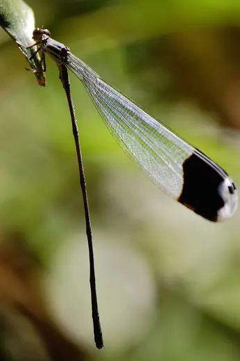 Helicopter damselfly, photo 1 of 3
