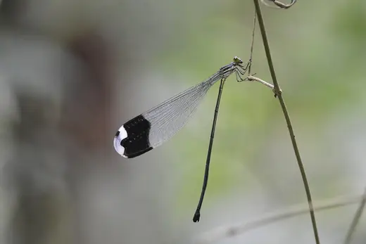 Helicopter damselfly, photo 2 of 3