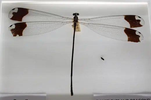 Helicopter damselfly, photo 3 of 3