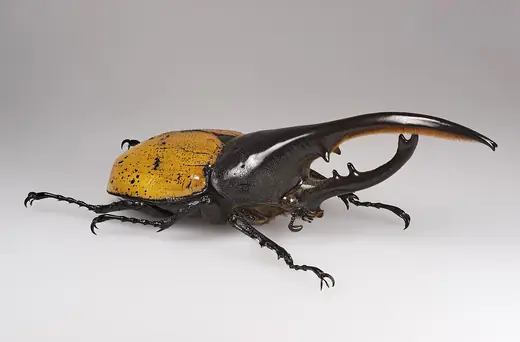 Hercules beetle, photo 1 of 3