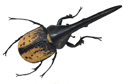 Hercules beetle, photo 2 of 3