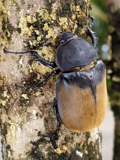 Hercules beetle, photo 3 of 3