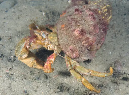 Common hermit crab, photo 2 of 3