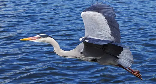Grey heron, photo 2 of 3