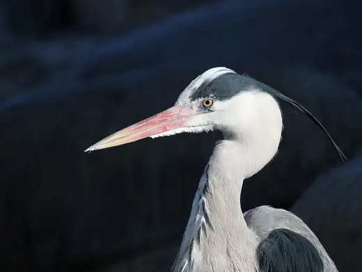 Grey heron, photo 3 of 3