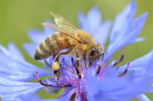 Western honeybee, photo 2