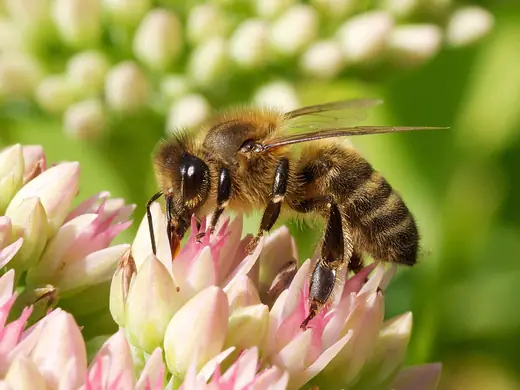 Western honeybee, photo 3