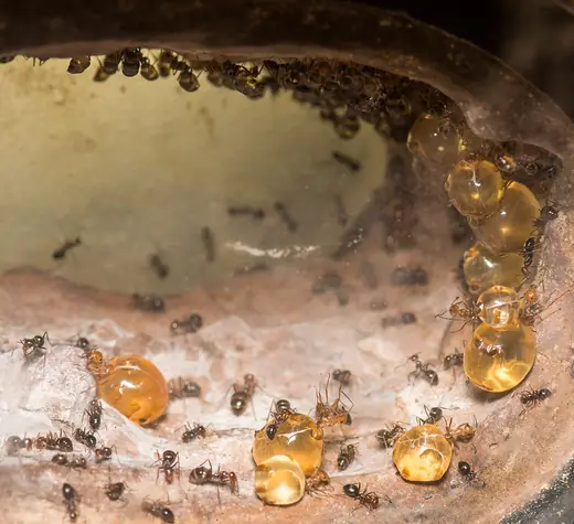 Honeypot ant, photo 1
