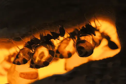 Honeypot ant, photo 2