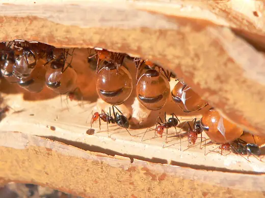 Honeypot ant, photo 3