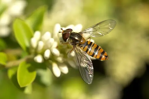 Marmalade hoverfly, photo 1