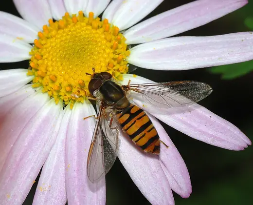 Marmalade hoverfly, photo 2
