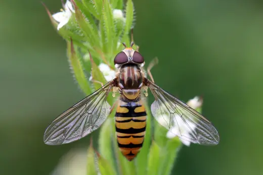 Marmalade hoverfly, photo 3