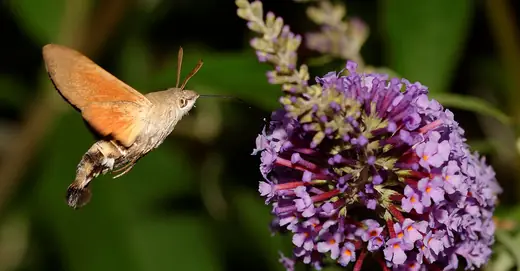 Hummingbird hawk-moth, photo 2
