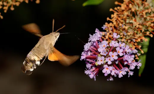 Hummingbird hawk-moth, photo 3