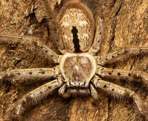 Huntsman spider, photo 1 of 3