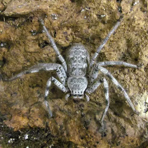 Huntsman spider, photo 2 of 3