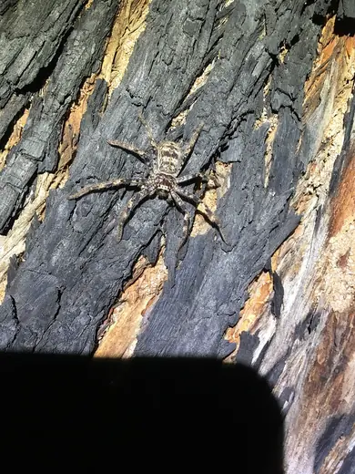 Huntsman spider, photo 3 of 3