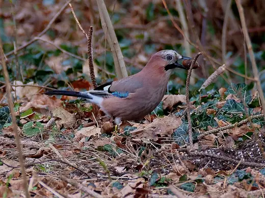 Jay, photo 2 of 3