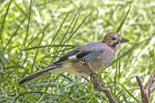 Jay, photo 3 of 3