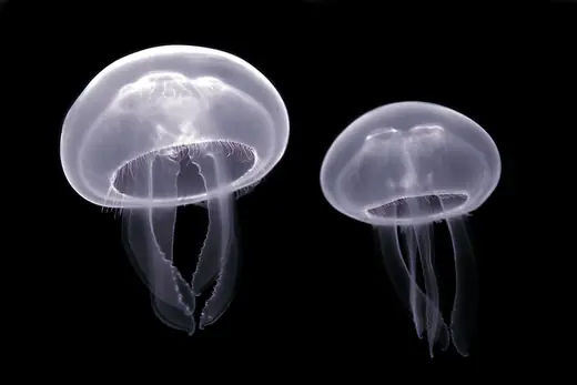 Moon jellyfish, photo 1 of 3
