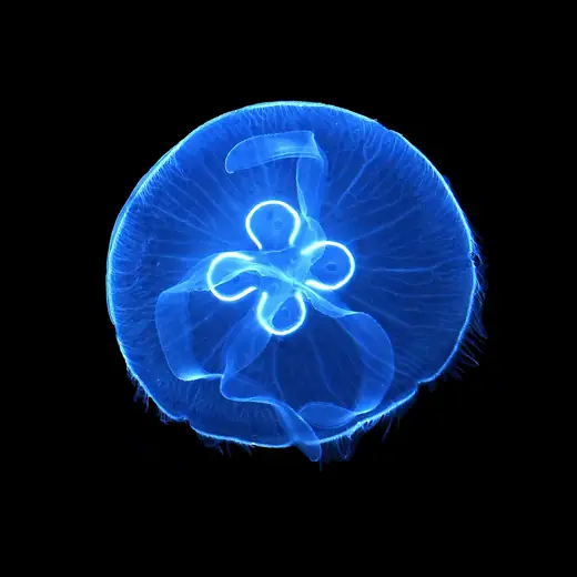 Moon jellyfish, photo 2 of 3