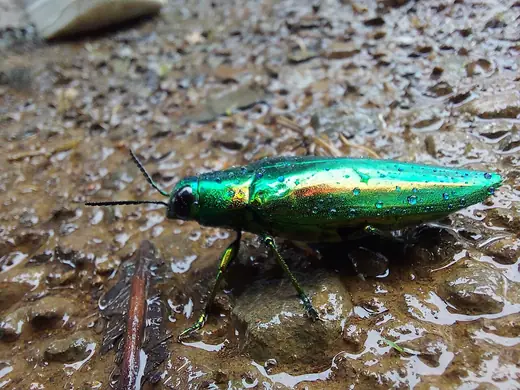 Jewel beetle, photo 1