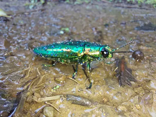 Jewel beetle, photo 2