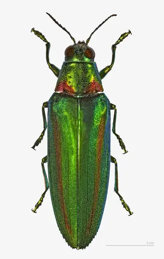 Jewel beetle, photo 3