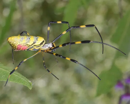 Joro spider, photo 1 of 3